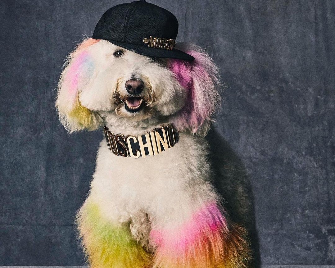 Featured image for “From Gucci to Prada, Luxury Petwear is On the Rise!”