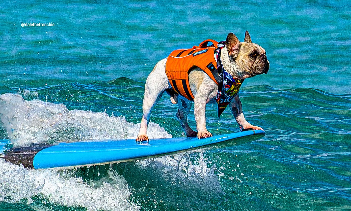 Featured image for “Frenchie on Film: Surfing Pup Makes Hollywood Splash in Lilo & Stitch!”
