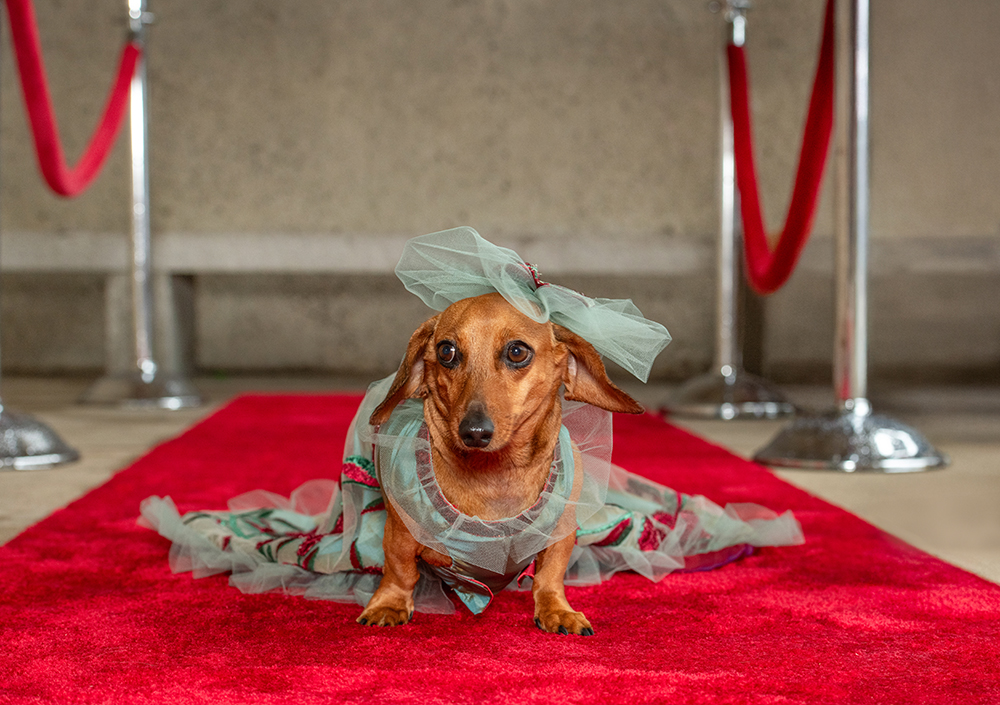 Featured image for “NYC Pups Strut the Red Carpet in Honor of Vogue’s Met Gala”