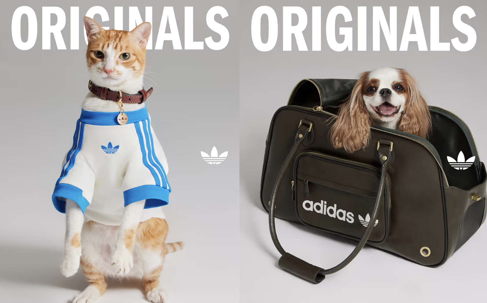 Featured image for “Adidas Enters the Pet Game with Stylish New Collection for Dogs and Cats”