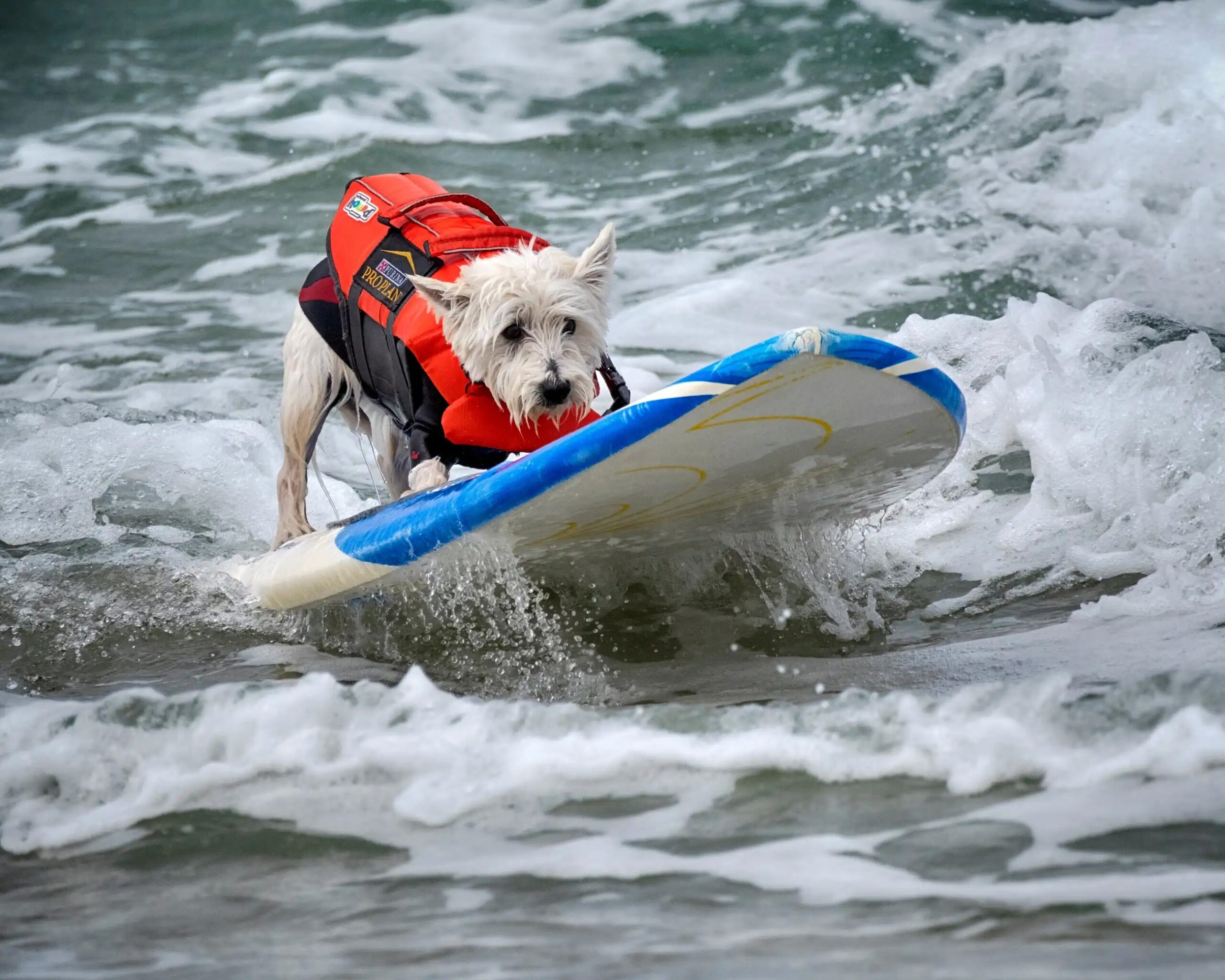 Featured image for “28th Annual Purina Dog Surfing Competition in Huntington Beach”