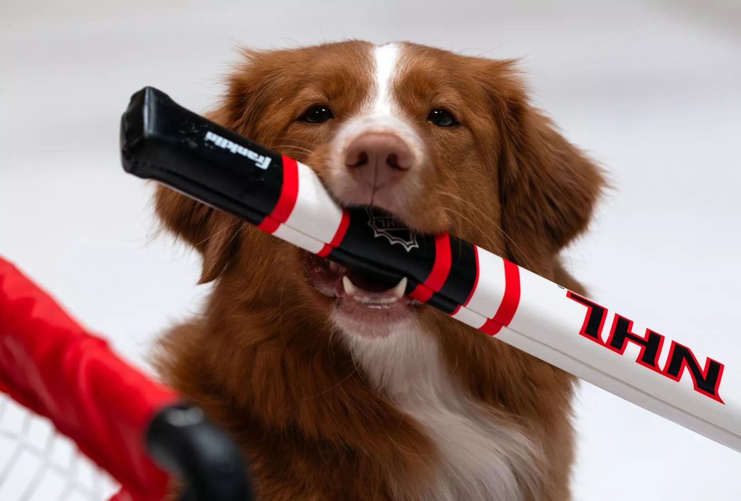 Featured image for “The 2025 Stanley Pup: Rescue Puppies Skate Back into Action!”