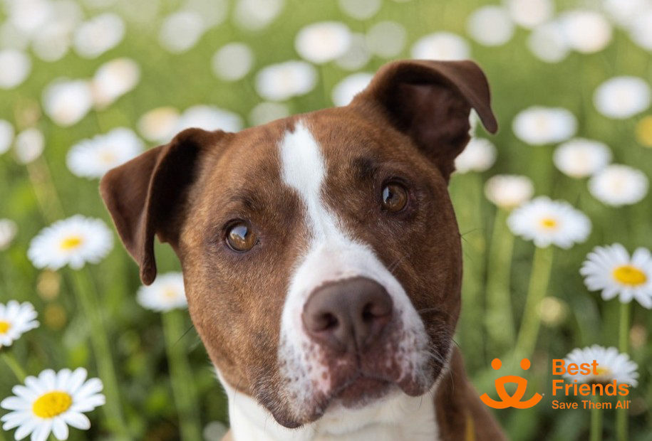 Featured image for “DOGUE Adoption Friday: Meet Dino!”