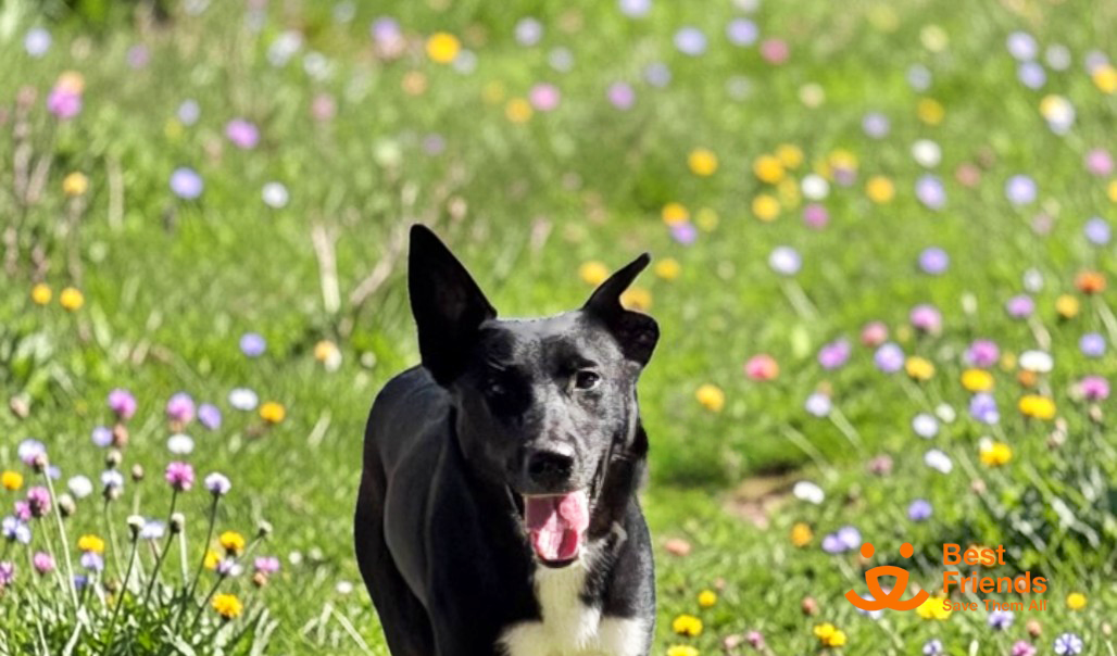 Featured image for “DOGUE Adoption Friday: Meet Onyx!”