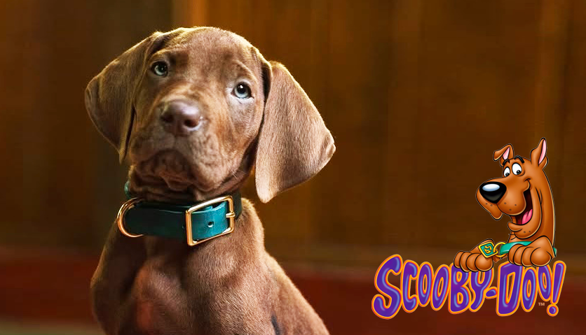 Featured image for “Meet the Real-Life Scooby-Doo!”