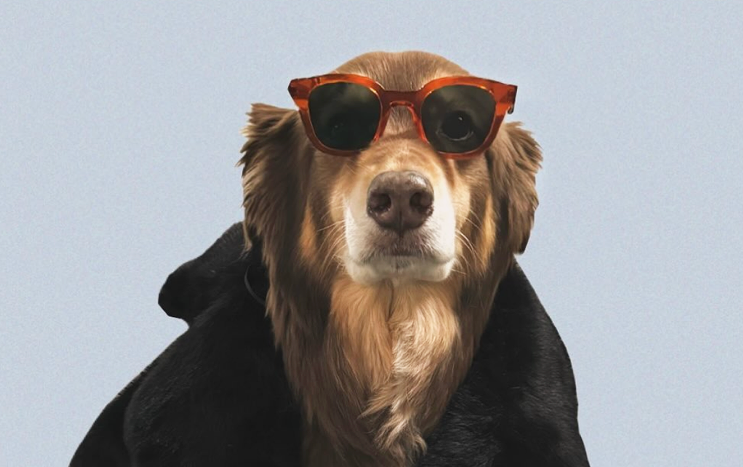 Featured image for “Remembering Finn: Amanda Seyfried’s Beloved Australian Shepherd”