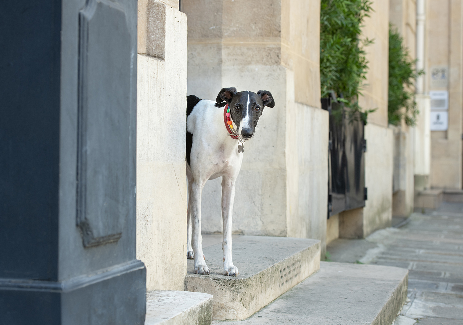 Featured image for “DOGS OF PARIS: NYC Pawtographer Takes Paris!”