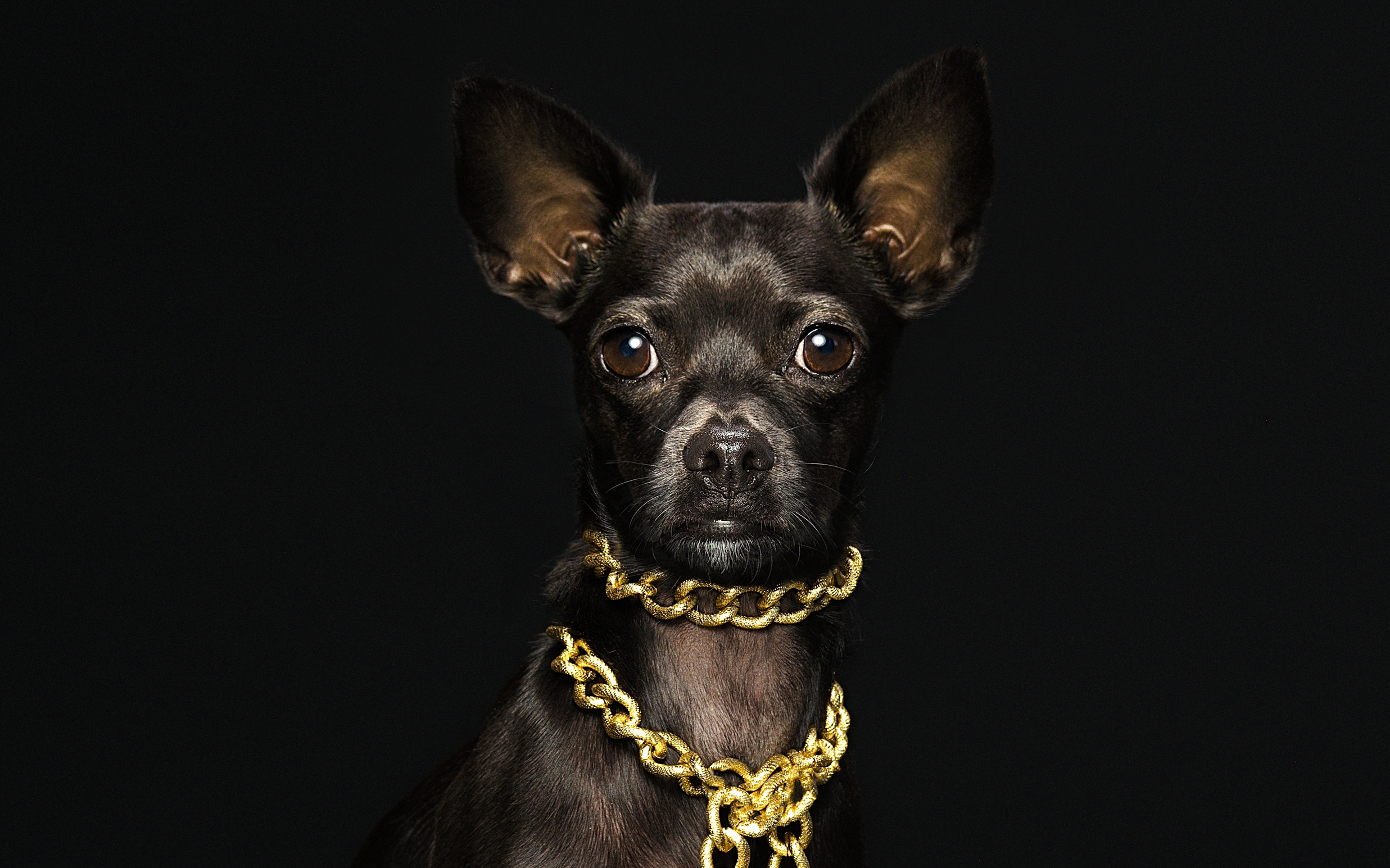 Featured image for “Meet Teo: A Tiny Dog with an Extraordinary Story”