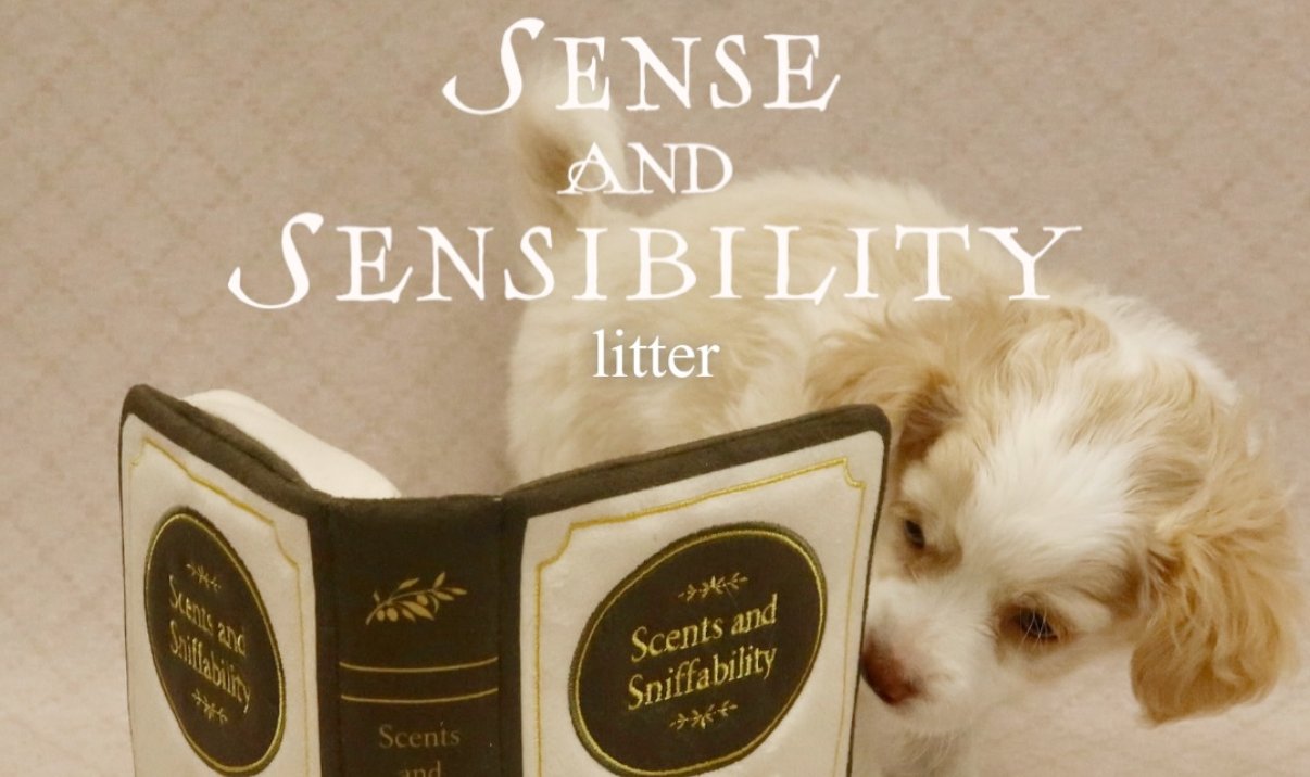 Featured image for “Meet the Sense & Sensibility Litter: Puppies Looking for Their Furever Homes!”