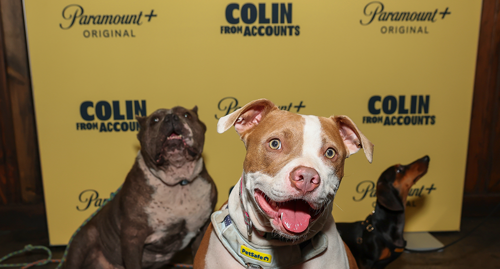 Featured image for “Pups Celebrate the Series Finale for Colin From Accounts”