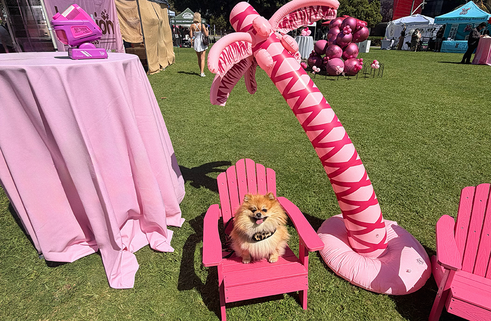 Featured image for “World Dog Day with Vanderpump Dogs”